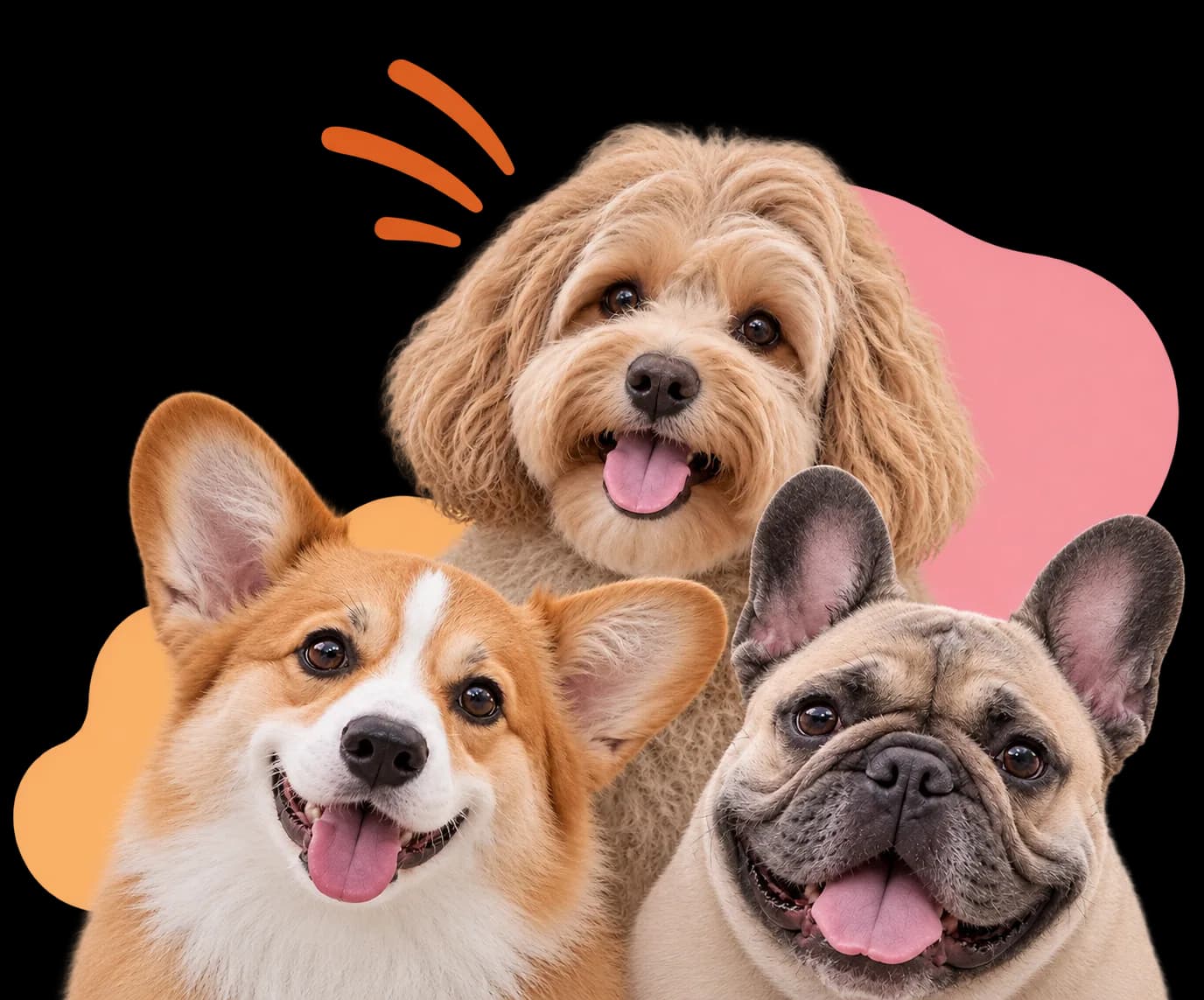 Doggy Style Grooming - stříhání psů