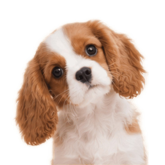 Čeká ho první grooming